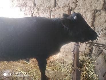 Продаю | Бык (самец) | На откорм | Привязанные at lalafo.kg Продаю | Бык (самец) | На откорм | Привязанные