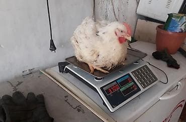 ит жалал абад: Сатам | Тооктор | Бройлер | Көбөйтүү үчүн — 1