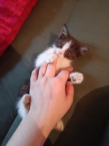 приму в дар котенка: Кошка даром: Беспородная, 1 месяц, Девочка, Метис — 3