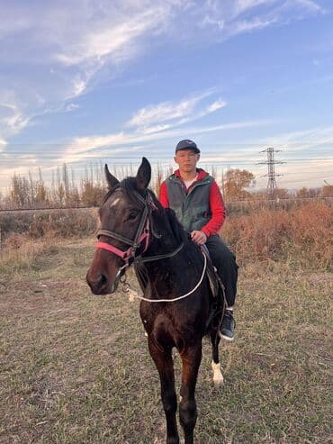 меняю на дом: Продаю | Жеребец | Полукровка | Рабочий | Племенные — 5