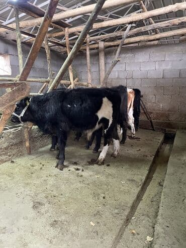 узи кара балта цены: Сатам | Бука (эркек), Музоо | Симментал, Абердин-ангус | Жасалма уруктандырылган — 3