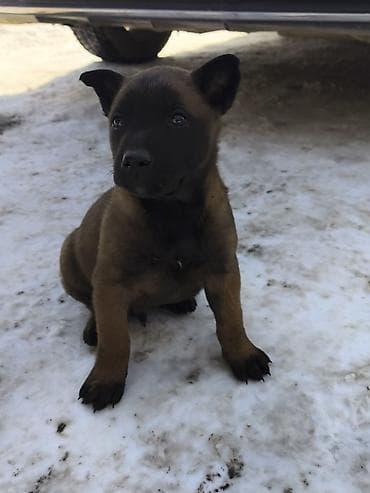 Иттер сатылат: Щенки с яркой «маской» на мордочке и короткой густой шерстью палевого — 1