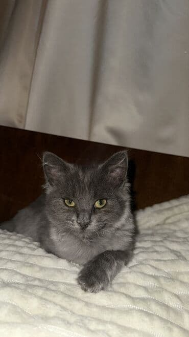 Грызуны: 3 месяца, Девочка, Серый, Приучена к лотку — 1