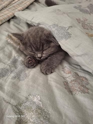 кошка 302: Британские короткошёрстные котята, окраса голубой (плюшевый серый). На — 3