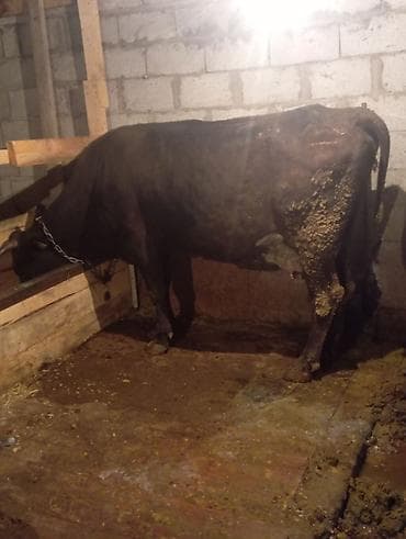 айгыр сатам: Сатам | Уй (ургаачы) | Бордоп семиртүү үчүн | Байланган — 2