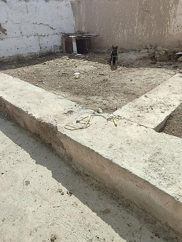 безпроводная мышь: Немецкая овчарка, 3 месяца, Самец, С прививкой — 4