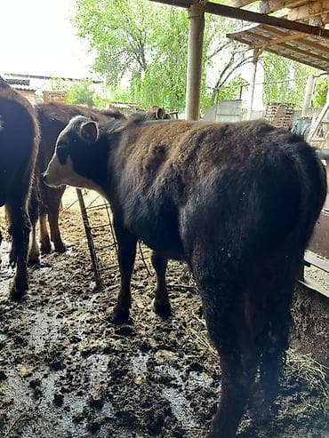 бычки бычок: Продаю | Бык (самец) | Привязанные — 6