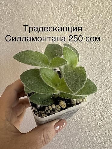 газон цена: Укоренённые черенки растений от 150-300 сом — 10