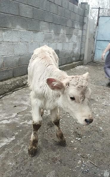 ала тоо корова: Продаю | Музоо, торпок | На откорм — 1