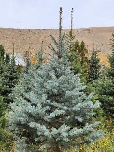 садовый стол: Продаются хвойные и лиственные деревья🌲🌳 - Голубая ель от 0,8-5м - — 25