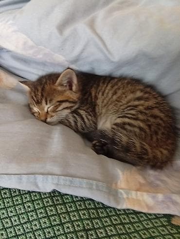 сколько стоит сибирская кошка котенок: Кошка даром: Сибирская, 1 месяц, Мальчик, Приучена к лотку, Проглистована — 2