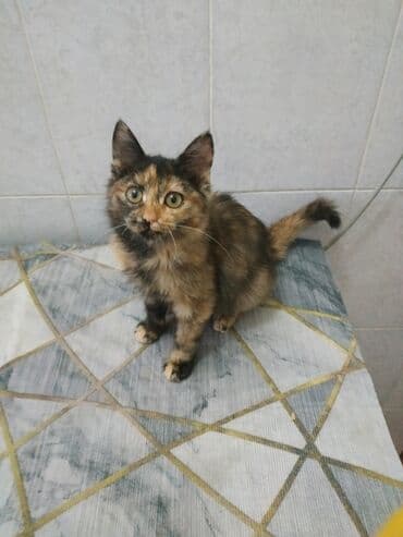 домик для кошек: Кошка даром: Беспородная, 3 месяца, Девочка, Приучена к лотку, Проглистована — 4