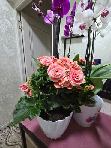 полевые цветы: Бегония клубневая в горшке - Пышный куст с крупными махровыми — 1