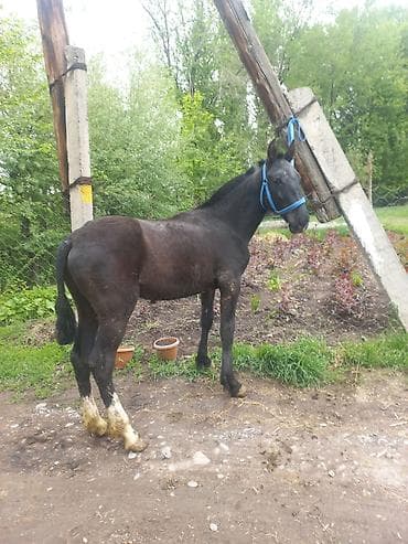 кане корсо собака цена: Продаю | Жеребенок | Конный спорт — 5