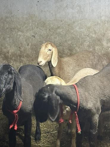 породистый теленок: Продаю | Ягненок | Для разведения — 2