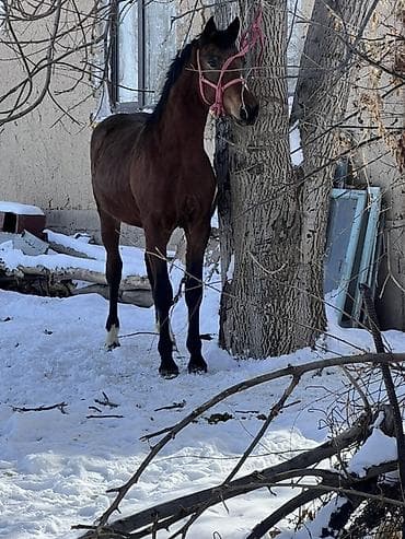 западно сибирская лайка: Продаю | Жеребец — 3