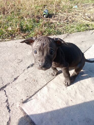 собака коли: Щенки (помёт на фото) Описание: пидбуль с прививкой 2 месечьные 7 — 3