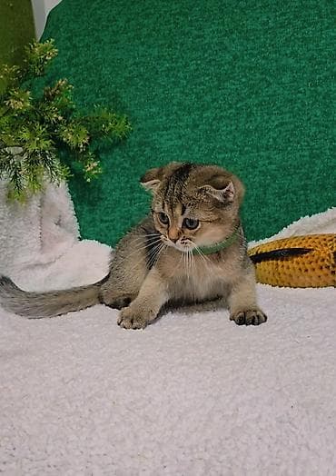 шиншилла грызун: Шотландские котята — 10