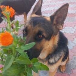 лабладор собака: Вязка: Восточноевропейская овчарка, Самец, 3 года, С прививкой, С родословной — 3