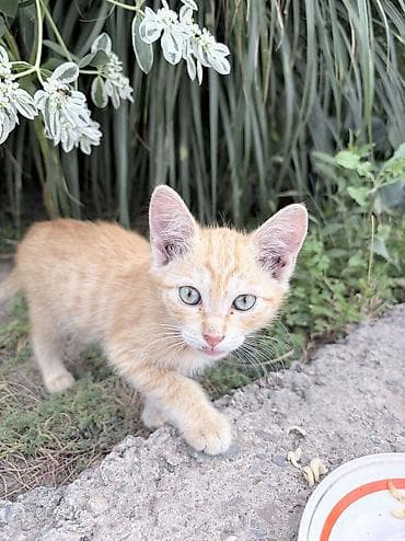 отдаю кота: Отдам котят в добрые руки, в семью без детей — 3