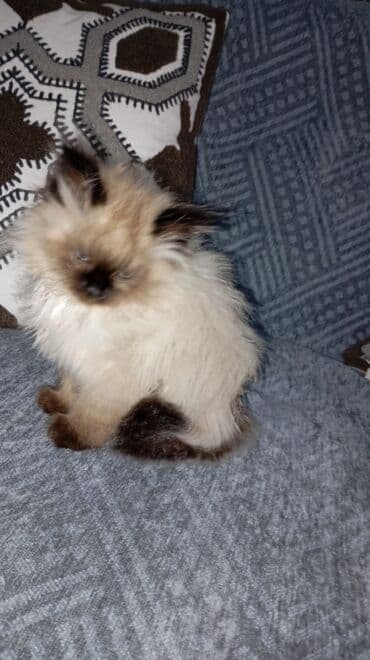 Тайская, 2 месяца, Девочка, Приучена к лотку