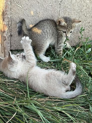 scottish fold: Котята домашние, игривые и общительные. - Окрас: есть светлые — 3