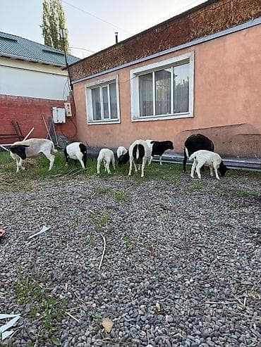 Продаю | Овца (самка) | Для разведения | Матка