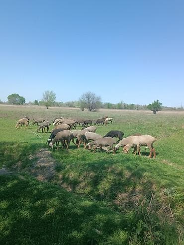кой меренос: Продаю | Баран (самец) | Для разведения | Ярка — 4