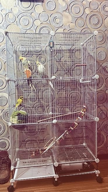 Продаю волнистых попугаев вместе с клеткой. 2 активных и здоровых