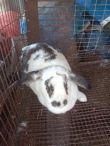 крематорий для животных бишкек: Продаётся кролик самка — 2