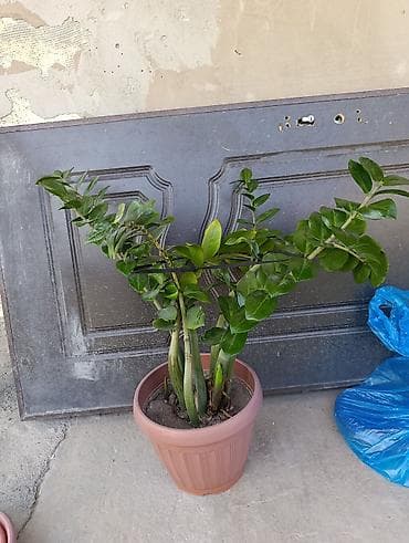 долларовое: Замиокулькас (Zamioculcas zamiifolia) в пластиковом горшке. Описание — 2