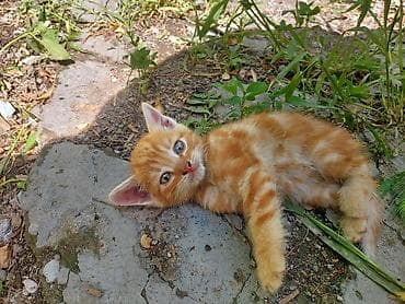 үй жаныбарлар: Котята отдаю в добрые руки 5 очеровательных котят кушаю пьют сами — 7