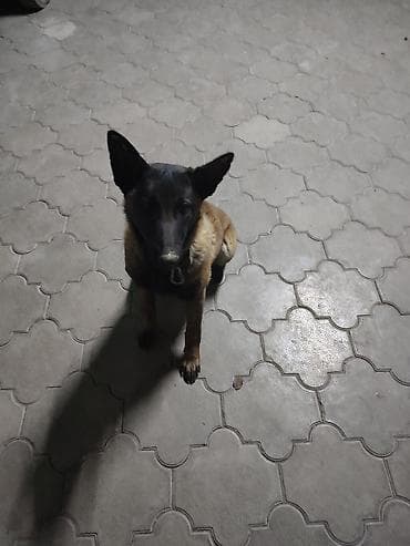 профессиональная дрессировка собак: Порода: бельгийская овчарка (малинуа) Родословный, есть все неоходимые — 1