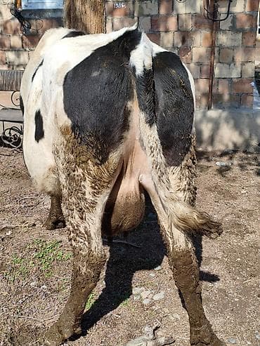 карова быки: Продаю | Корова (самка) | Для молока | Привязанные — 5