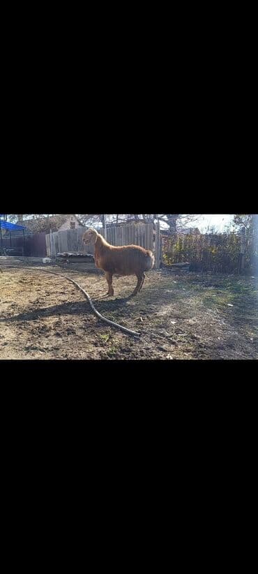 Кемирүүчүлөр: Сатам | Ургаачы кой (ургаачы) | Романовская | Көбөйтүү үчүн | Ургаачы — 3