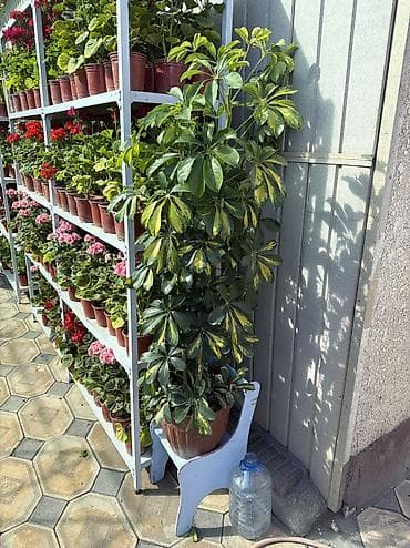 комнатный эшиктер: Комнатные и уличные растения в горшках - Большой выбор цветущих и — 5