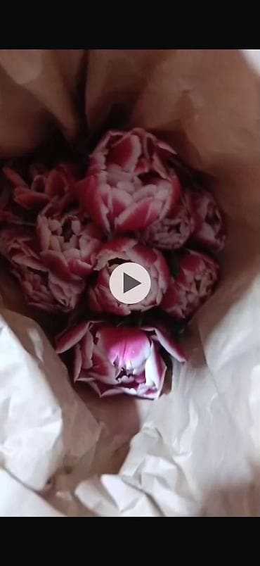 цветы ромашка: Пышный букет тюльпанов с махровыми лепестками. Оттенок — нежно‑розовый — 4