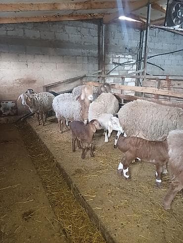 овцы меринос: Продаю | Овца (самка) | Арашан | Для разведения — 2