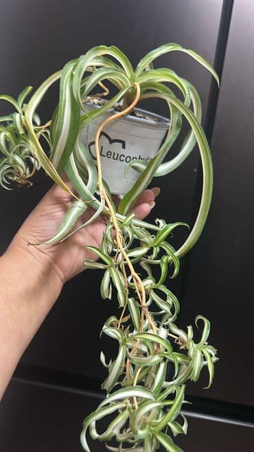 растения аквариумные: Хлорофитумы 3 сортов. есть в стаканчиках от 150 сом и до 1300 большие — 8