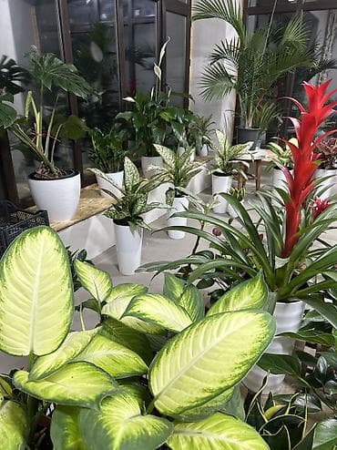 Комнатные растения в горшках: диффенбахия и спатифиллюм - Диффенбахия