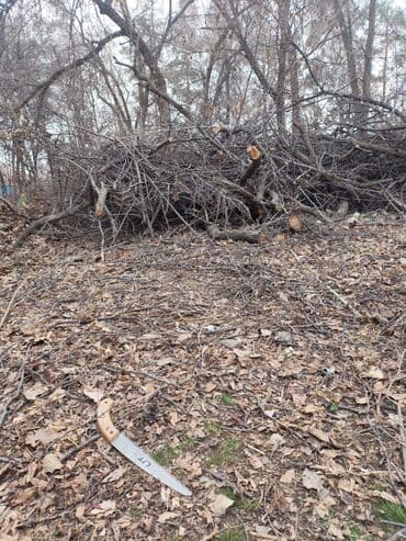 Отдам даром: Отдадим дрова бесплатно — 1