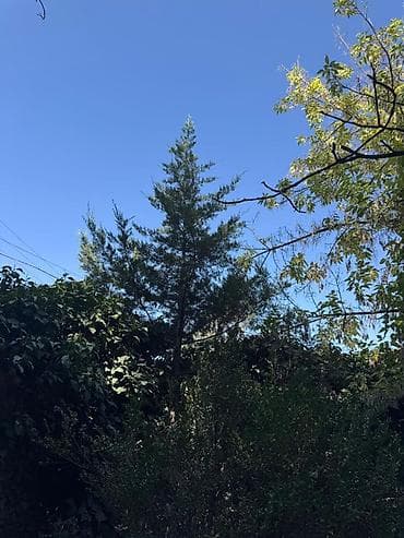 сеянцы голубой ели: Ель голубая (Picea pungens, «голубая ель») для ландшафтного — 8