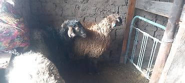 стришка барана: Продаю | Овца (самка) | Для разведения — 3