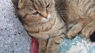ориентал кошка: Шотландская вислоухая кошка (Scottish Fold) - Окрас — 4