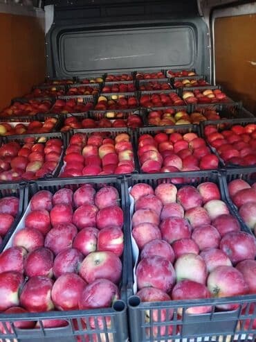 ярмарка меда бишкек 2023: Алмалар Дүңүнөн — 2