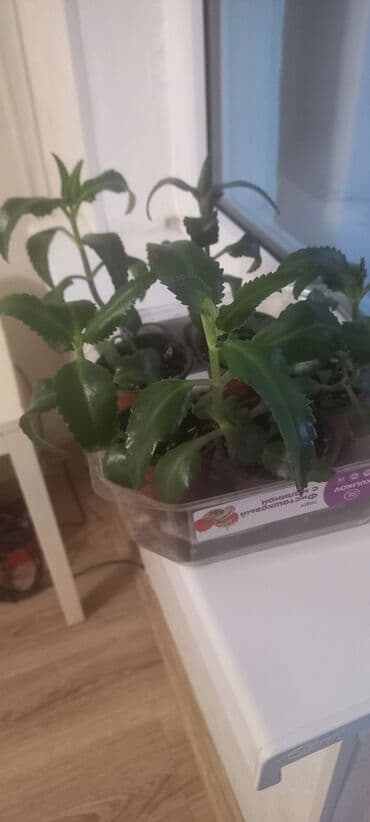 цветы балыкчы: Каланхоэ лечебный — 2