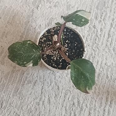 филодендрон плуто: Филодендроны в горшках (комнатные декоративнолистные) Что — 4