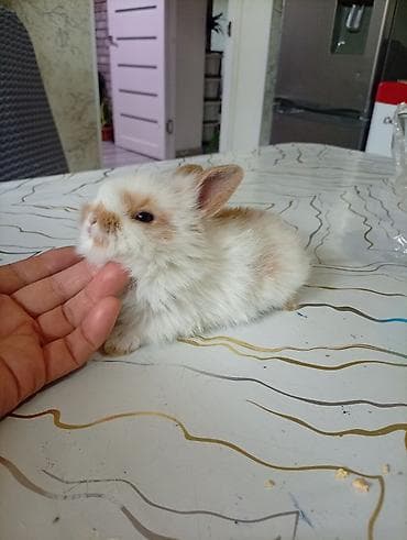 маленькие кролики: Мини-крольчонок декоративный - Порода: карликовый (пушистый тип — 8