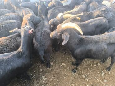 на ферме есть куры козлы и коровы: Продаю | Козлёнок | На забой — 2