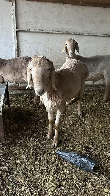 Ветеринар кызматы: Сатам | Ургаачы кой (ургаачы) | Аргын | Көбөйтүү үчүн | Ургаачы — 4